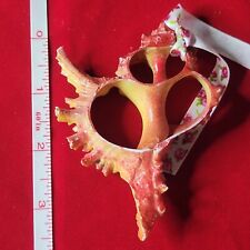 Cross section conch for sale  Pequannock