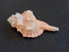 Conchiglia shell cymatium usato  Piombino
