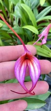 Masdevallia violett dream usato  Spedire a Italy