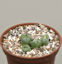 Conophytum tiny heads for sale Conophytum tiny heads for sale  WALTON ON THE NAZE