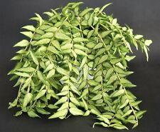 Hoya bella luis gebraucht kaufen  Baden-Baden