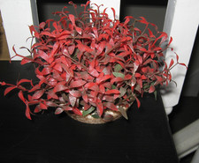 Artificial aquarium plant for sale  LEICESTER