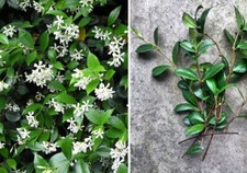 Southern star jasmine for sale  Katy