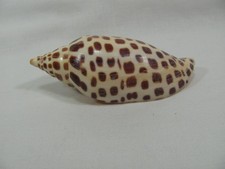 Large junonia shell for sale  Corpus Christi