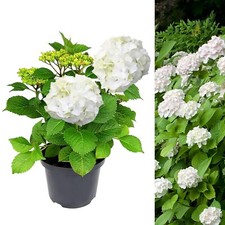 Hydrangea white large for sale  GLASGOW