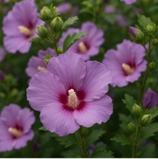 border natural live for sale  Austin