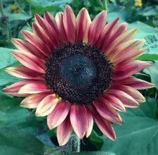 Thompson morgan helianthus for sale  IPSWICH
