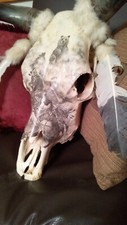 Authentic decorative steer for sale  Chetek