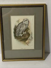 Antique coloured print for sale  SHREWSBURY