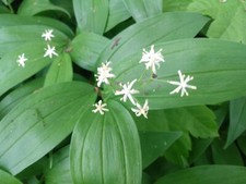Star flowered lily for sale  Blaine