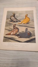1880 cassell pigeon for sale  Shepherdsville