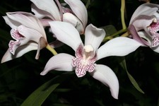 Botanica ltd. cymbidium for sale  Missoula