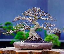 Bonsai ficus Loa segunda mano  Embacar hacia Argentina