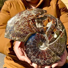 31lb rara conchiglia usato  Spedire a Italy