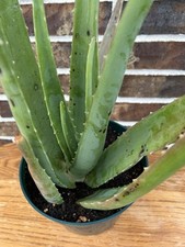 One potted rooted for sale  Manvel