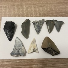 Shark tooth lot for sale  North Charleston