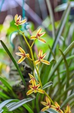 Cymbidium rectum self for sale  Stamford