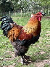 Brahma free range for sale  STOURBRIDGE