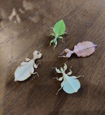 Eier phyllium tobeloense gebraucht kaufen Eier phyllium tobeloense gebraucht kaufen  Hamburg