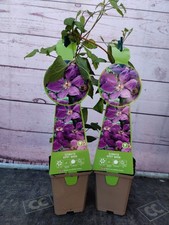 Clematis gypsy queen for sale  HARLOW