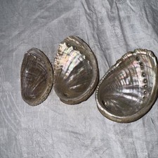 Sea shells 10cm for sale  FARNHAM