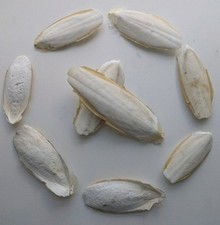 Cuttlefish bone calcium for sale  TAUNTON