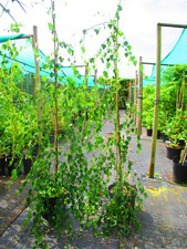 6ft inc. pot for sale  OXFORD