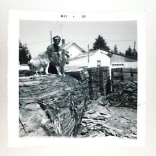 Lumber mill sheltie for sale  Portland