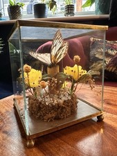 taxidermy display case for sale taxidermy display case for sale BARNSTAPLE