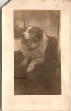 Rppc postcard dog for sale  Altoona