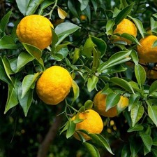 Citrus yuzu greffé d'occasion  Pouzauges