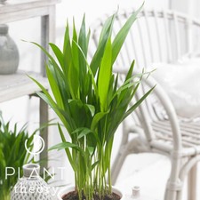 35cm dypsis lutescens for sale  UK