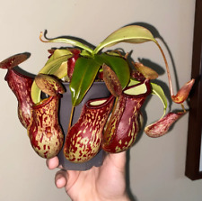 Nepenthes gaya live for sale  PORTSMOUTH