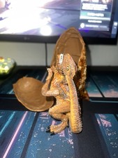 1998 godzilla baby for sale  Albuquerque