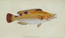 Antique fish print for sale  SHREWSBURY