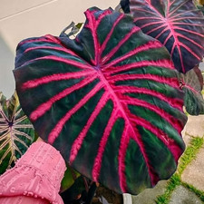 Sale2730 colocasia majestie gebraucht kaufen Sale2730 colocasia majestie gebraucht kaufen  Dettingen an der Erms