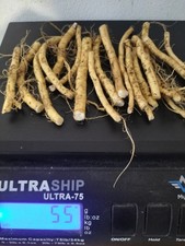 50g horseradish roots for sale  LONDON