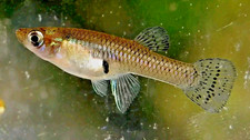 aquarium guppies for sale aquarium guppies for sale Beaver Dam