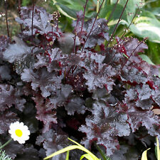 Heuchera black beauty for sale  UK