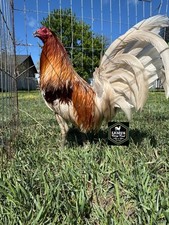 Blue gamefowl hatching for sale  Malin