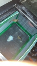 Fish baby fahaka for sale  Imperial Beach