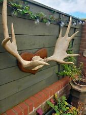 Large taxidermy moose for sale  BILLINGHAM