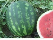 Watermelon crimson sweet for sale  THORNTON HEATH