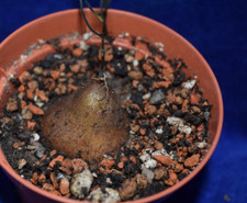 Dioscorea sylvatica caudex for sale  MILTON KEYNES