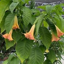 Mango crush brugmansia for sale  Hurley