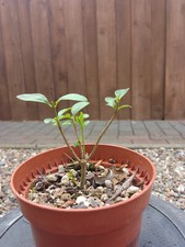 Pre bonsai mame gebraucht kaufen  Mölln