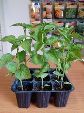 Piante peperoncino red usato  Fallo