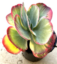 5 gallon succulents 10 for sale 5 gallon succulents 10 for sale San Marcos