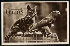 Ansichtskarte chums katze gebraucht kaufen  Berlin