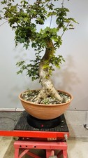 bonsai acer usato bonsai acer usato Reggello